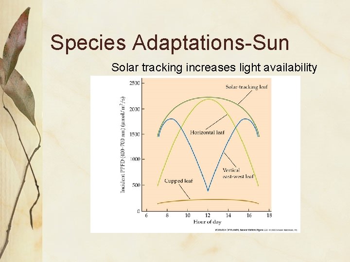 Species Adaptations-Sun Solar tracking increases light availability 