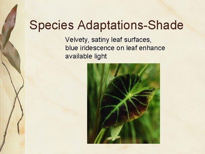 Species Adaptations-Shade Velvety, satiny leaf surfaces, blue iridescence on leaf enhance available light 