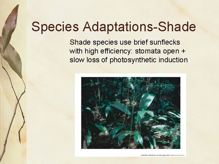 Species Adaptations-Shade species use brief sunflecks with high efficiency: stomata open + slow loss