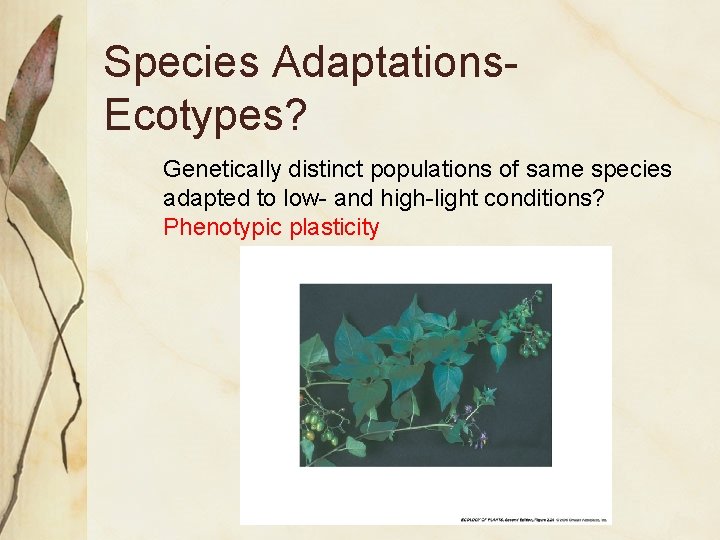 Species Adaptations. Ecotypes? Genetically distinct populations of same species adapted to low- and high-light