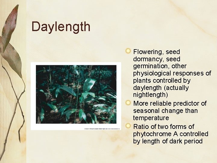 Daylength Flowering, seed dormancy, seed germination, other physiological responses of plants controlled by daylength