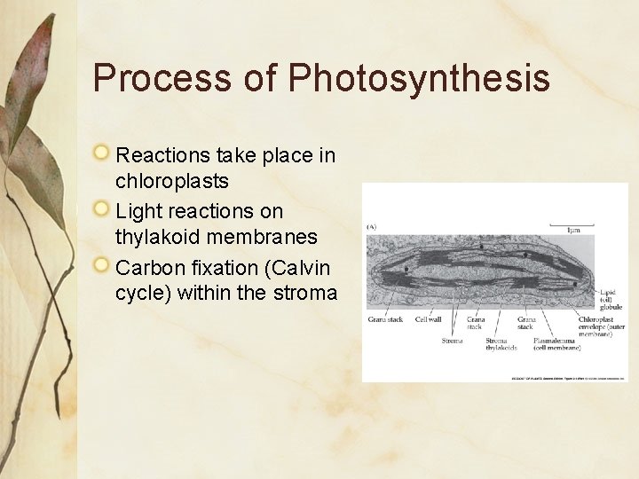 Process of Photosynthesis Reactions take place in chloroplasts Light reactions on thylakoid membranes Carbon