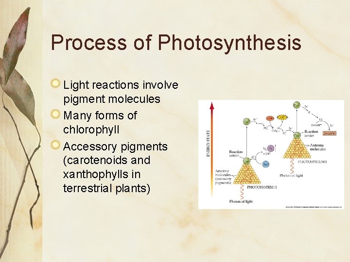 Process of Photosynthesis Light reactions involve pigment molecules Many forms of chlorophyll Accessory pigments