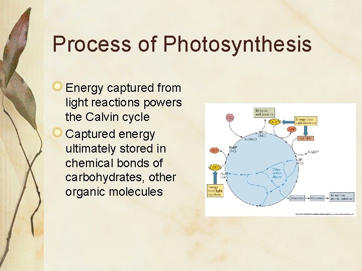 Process of Photosynthesis Energy captured from light reactions powers the Calvin cycle Captured energy