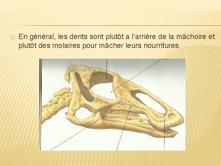 � En général, les dents sont plutôt a l’arrière de la mâchoire et plutôt