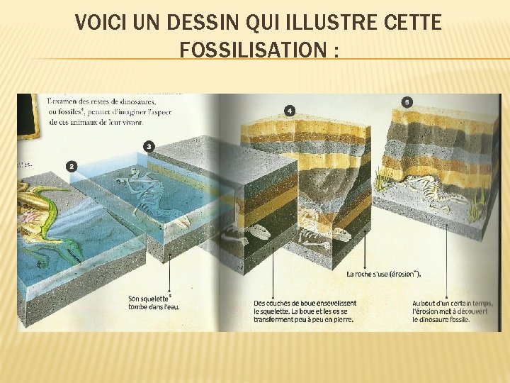 VOICI UN DESSIN QUI ILLUSTRE CETTE FOSSILISATION : 