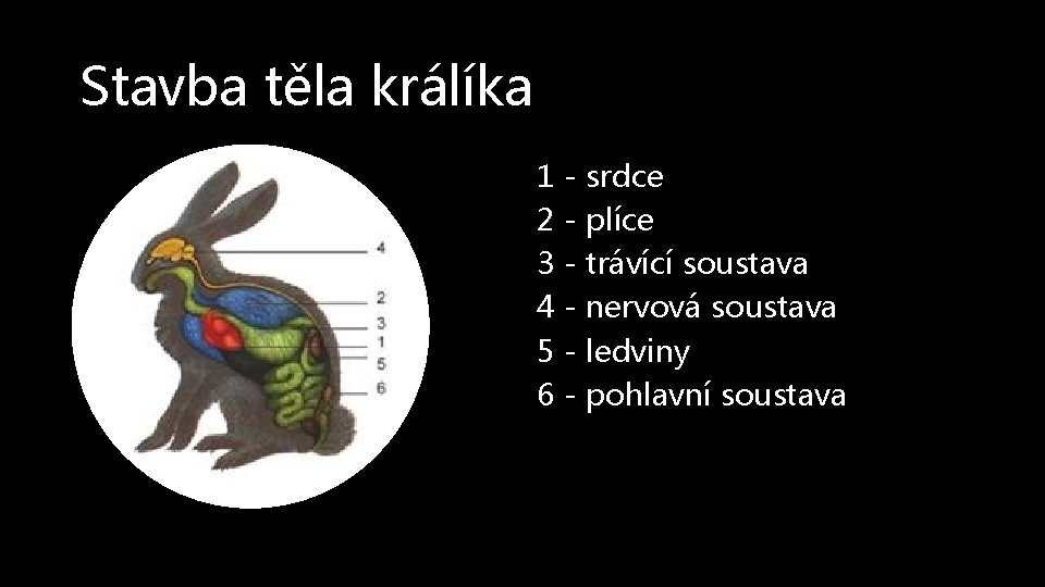 Stavba těla králíka 1 - srdce 2 - plíce 3 - trávící soustava 4