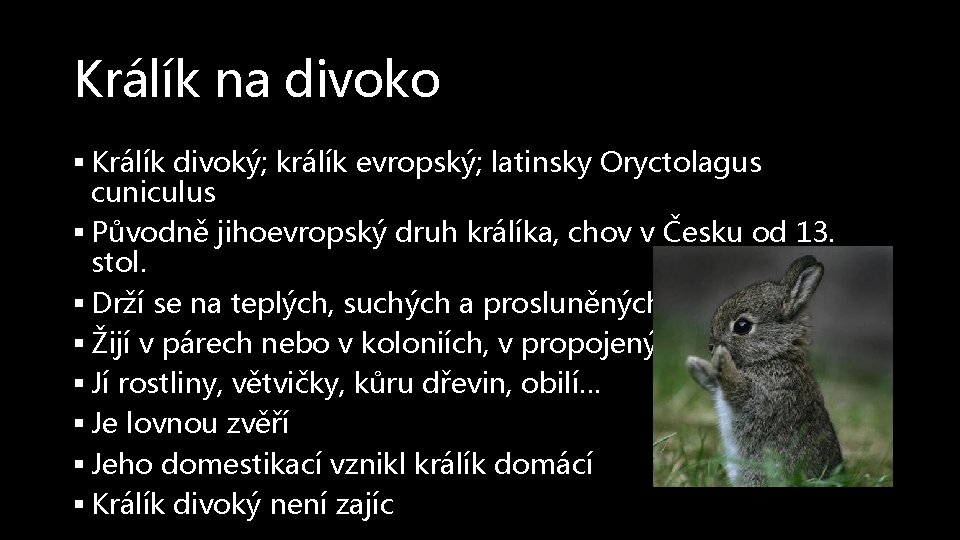 Králík na divoko § Králík divoký; králík evropský; latinsky Oryctolagus cuniculus § Původně jihoevropský