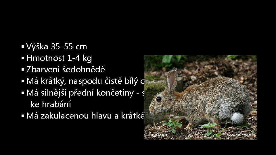 § Výška 35 -55 cm § Hmotnost 1 -4 kg § Zbarvení šedohnědé §