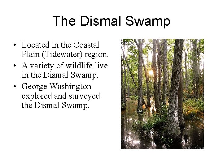 The Dismal Swamp • Located in the Coastal Plain (Tidewater) region. • A variety