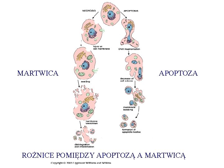 MARTWICA APOPTOZA ROŻNICE POMIĘDZY APOPTOZĄ A MARTWICĄ MARTWICA APOPTOZA ROŻNICE POMIĘDZY APOPTOZĄ A MARTWICĄ