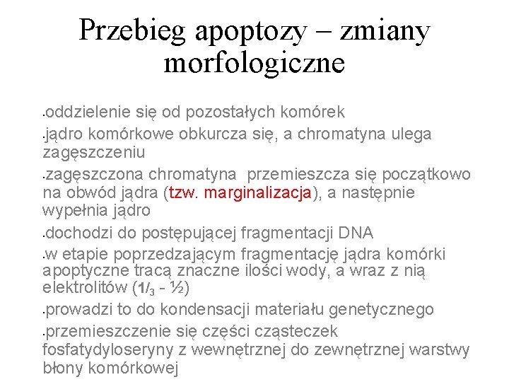 Przebieg apoptozy – zmiany morfologiczne oddzielenie się od pozostałych komórek • jądro komórkowe obkurcza