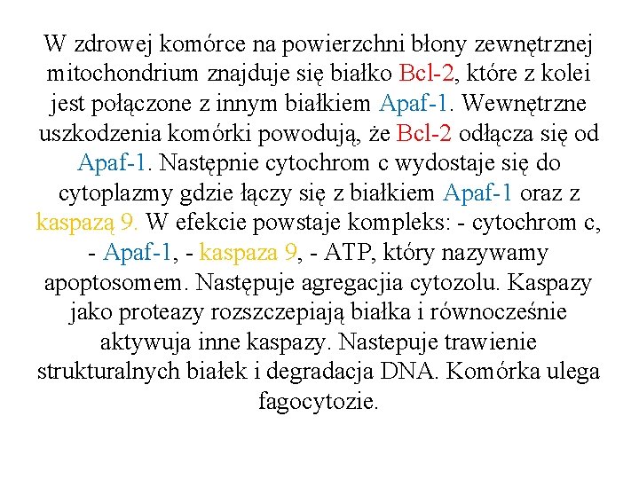 W zdrowej komórce na powierzchni błony zewnętrznej mitochondrium znajduje się białko Bcl-2, które z W zdrowej komórce na powierzchni błony zewnętrznej mitochondrium znajduje się białko Bcl-2, które z