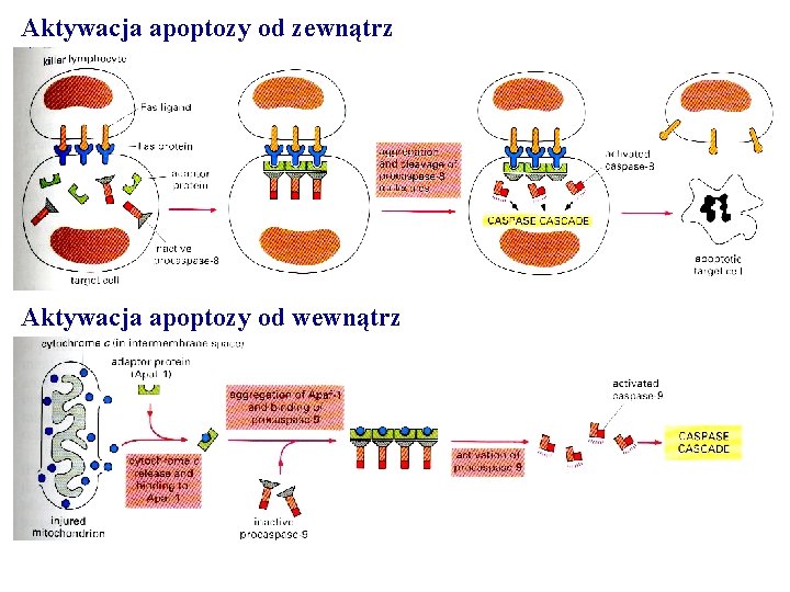 Aktywacja apoptozy od zewnątrz Aktywacja apoptozy od wewnątrz 