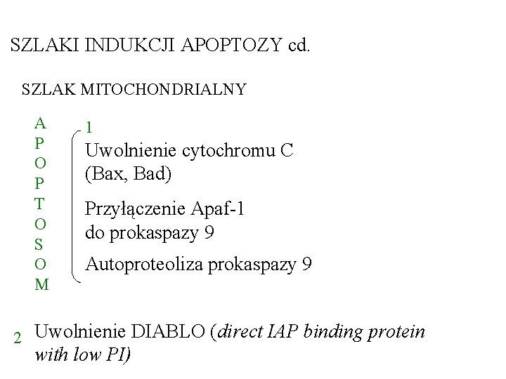 SZLAKI INDUKCJI APOPTOZY cd. SZLAK MITOCHONDRIALNY A P O P T O S O SZLAKI INDUKCJI APOPTOZY cd. SZLAK MITOCHONDRIALNY A P O P T O S O