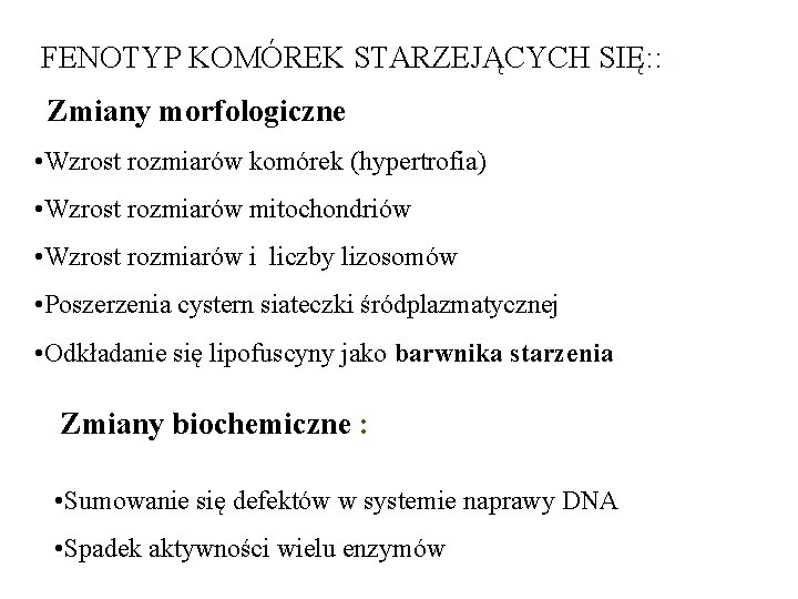 FENOTYP KOMÓREK STARZEJĄCYCH SIĘ: : Zmiany morfologiczne • Wzrost rozmiarów komórek (hypertrofia) • Wzrost