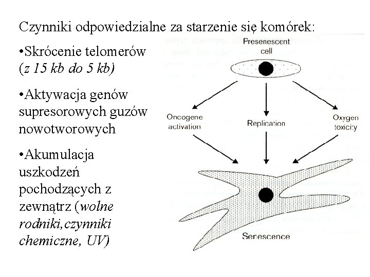 Czynniki odpowiedzialne za starzenie się komórek: • Skrócenie telomerów (z 15 kb do 5 Czynniki odpowiedzialne za starzenie się komórek: • Skrócenie telomerów (z 15 kb do 5