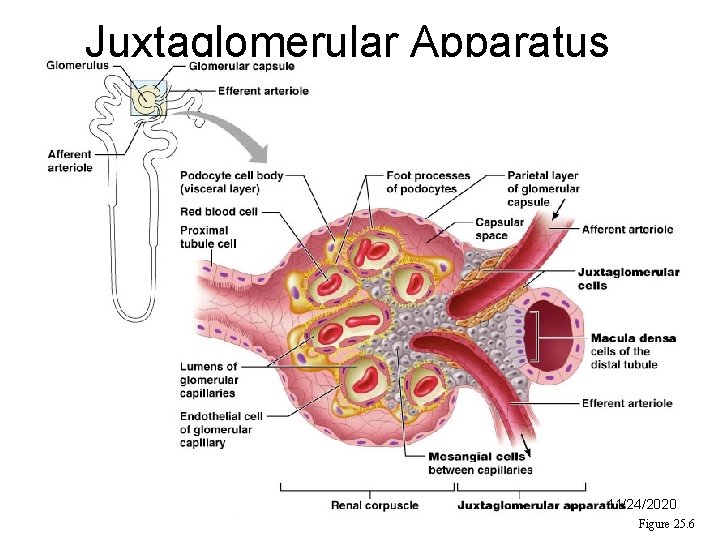 Juxtaglomerular Apparatus ((JGA 11/24/2020 Figure 25. 6 