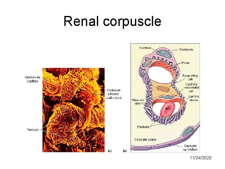 Renal corpuscle 11/24/2020 