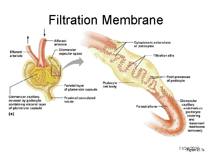 Filtration Membrane 11/24/2020 Figure 25. 7 a 