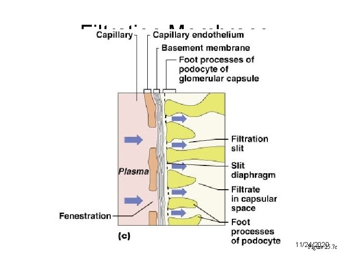 Filtration Membrane 11/24/2020 Figure 25. 7 c 