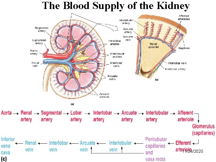 The Blood Supply of the Kidney 11/24/2020 