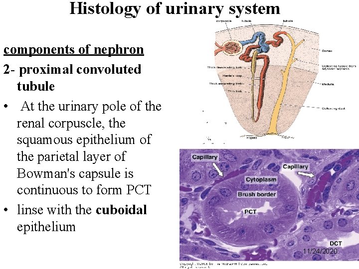 Histology of urinary system components of nephron 2 - proximal convoluted tubule • At
