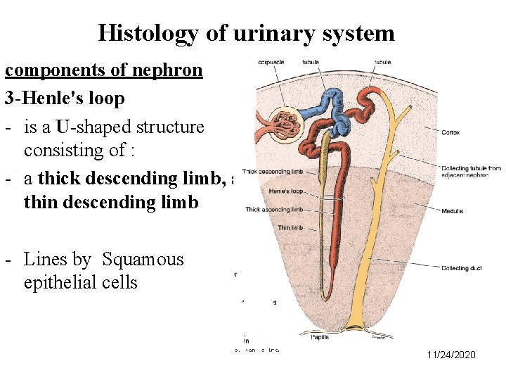 Histology of urinary system components of nephron 3 -Henle's loop - is a U-shaped