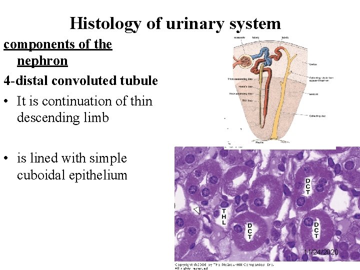 Histology of urinary system components of the nephron 4 -distal convoluted tubule • It