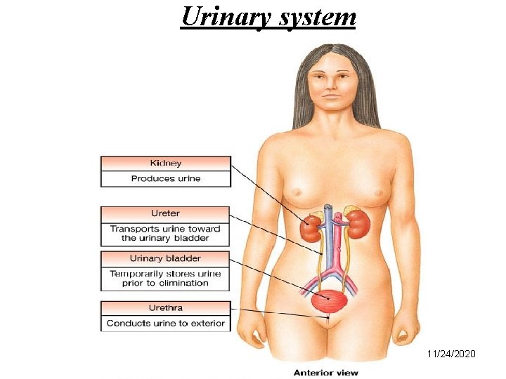 Urinary system 11/24/2020 