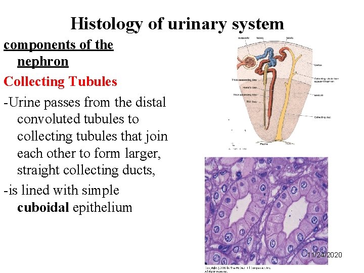 Histology of urinary system components of the nephron Collecting Tubules -Urine passes from the