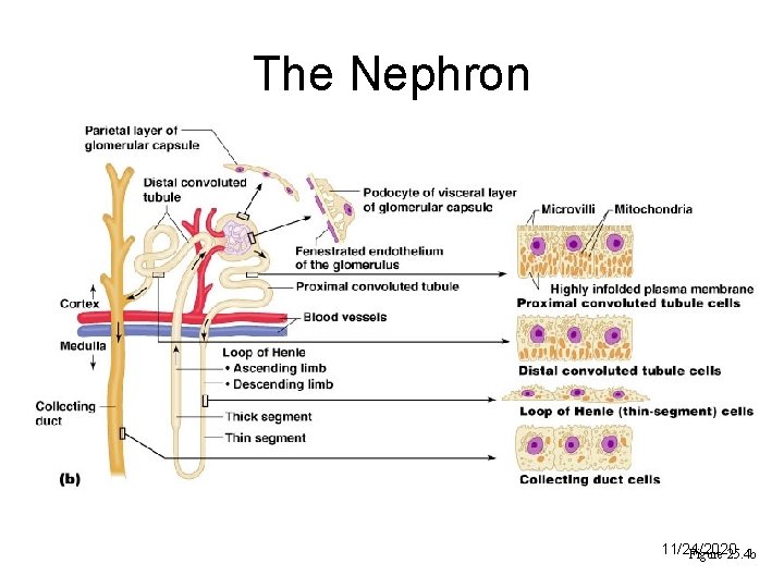 The Nephron 11/24/2020 Figure 25. 4 b 