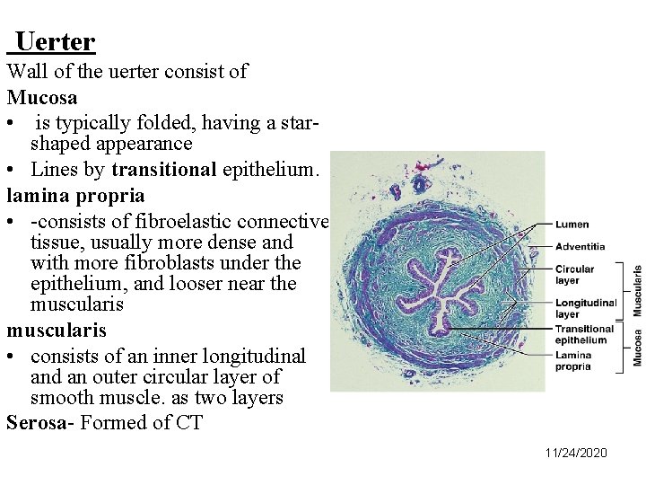 Uerter Wall of the uerter consist of Mucosa • is typically folded, having a