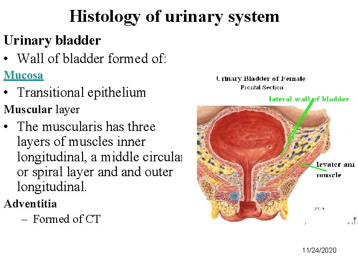 Histology of urinary system Urinary bladder • Wall of bladder formed of: Mucosa •