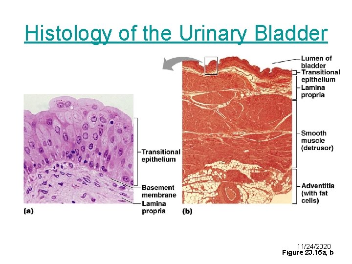 Histology of the Urinary Bladder 11/24/2020 Figure 23. 15 a, b 