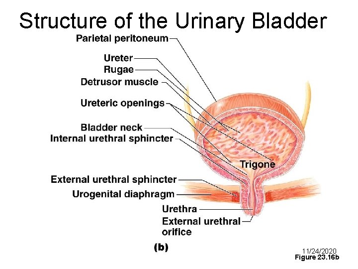Structure of the Urinary Bladder and Urethra 11/24/2020 Figure 23. 16 b 