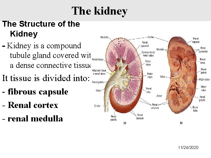 The kidney The Structure of the Kidney - Kidney is a compound tubule gland
