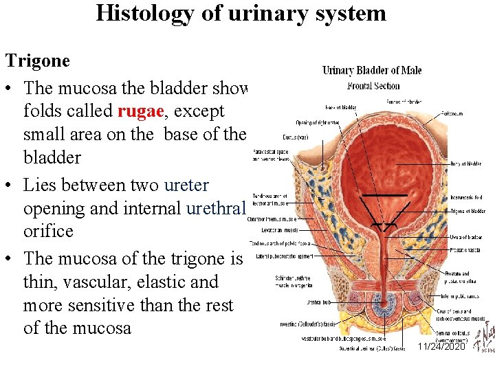 Histology of urinary system Trigone • The mucosa the bladder show folds called rugae,