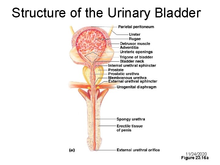 Structure of the Urinary Bladder and Urethra 11/24/2020 Figure 23. 16 a 