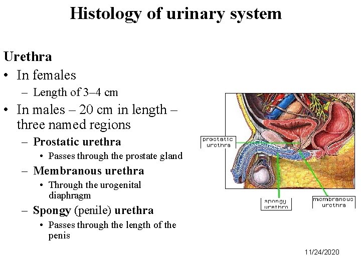 Histology of urinary system Urethra • In females – Length of 3– 4 cm