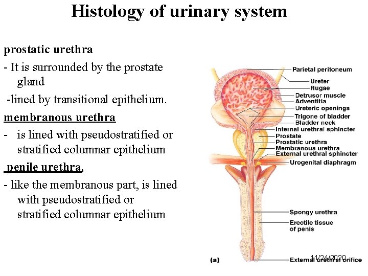 Histology of urinary system prostatic urethra - It is surrounded by the prostate gland