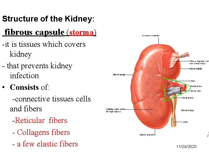 Structure of the Kidney: fibrous capsule (storma) -it is tissues which covers kidney -