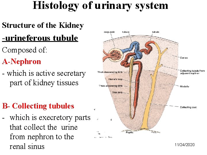 Histology of urinary system Structure of the Kidney -urineferous tubule Composed of: A-Nephron -