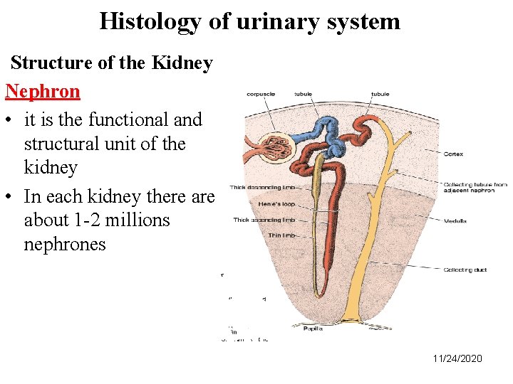 Histology of urinary system Structure of the Kidney Nephron • it is the functional