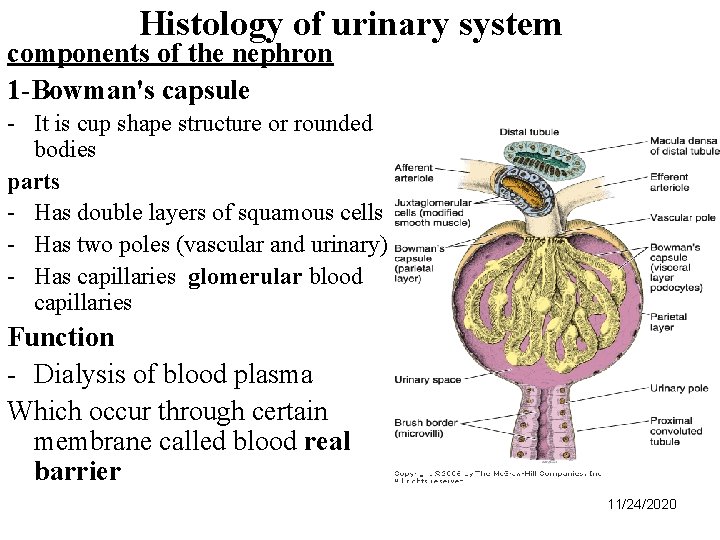 Histology of urinary system components of the nephron 1 -Bowman's capsule - It is