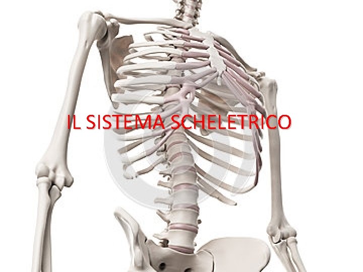 IL SISTEMA SCHELETRICO 