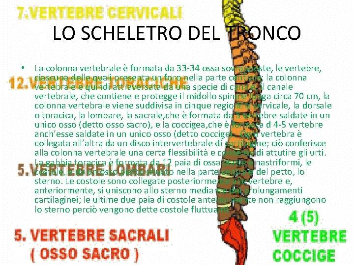 LO SCHELETRO DEL TRONCO • La colonna vertebrale è formata da 33 -34 ossa