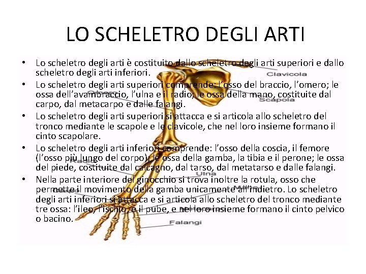  LO SCHELETRO DEGLI ARTI • Lo scheletro degli arti è costituito dallo scheletro