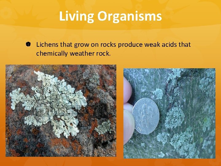 Living Organisms Lichens that grow on rocks produce weak acids that chemically weather rock.