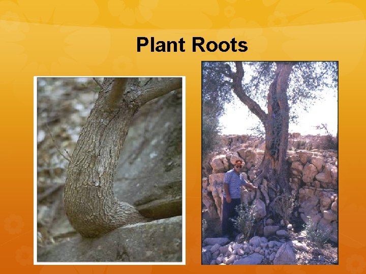 Plant Roots 